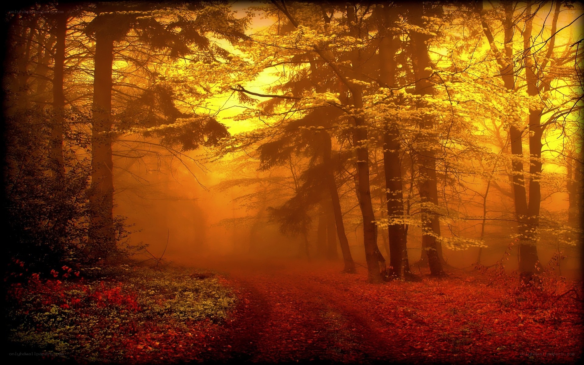 Autumn forest path