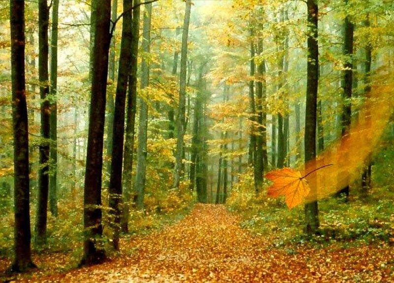 Autumn forest path