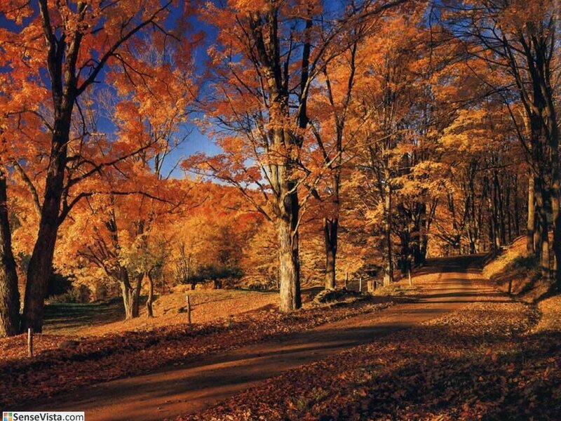 Autumn forest path