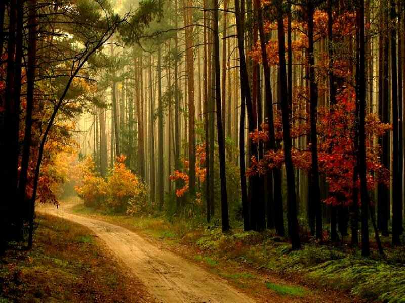 Autumn forest path