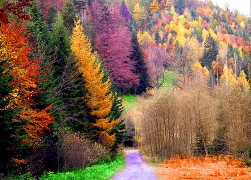 Autumn forest path