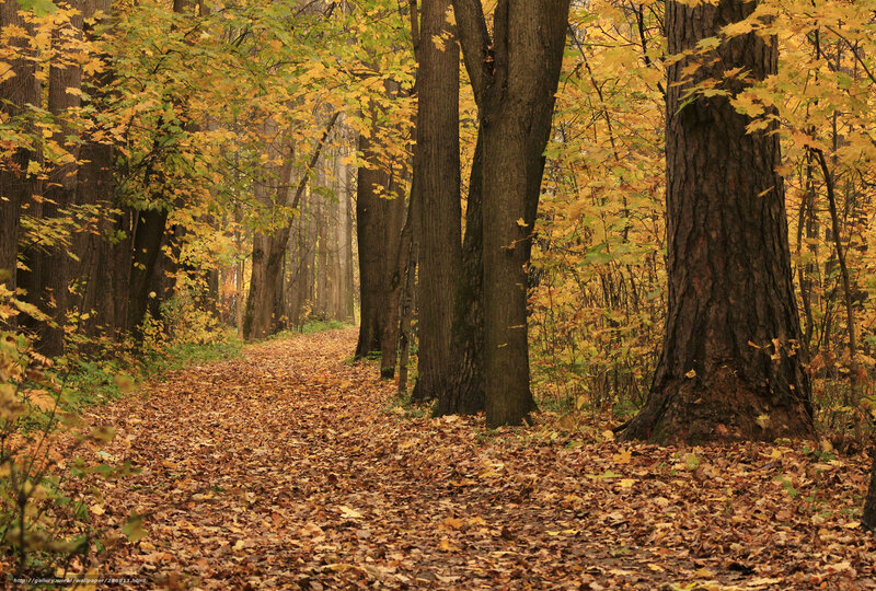 Autumn forest path