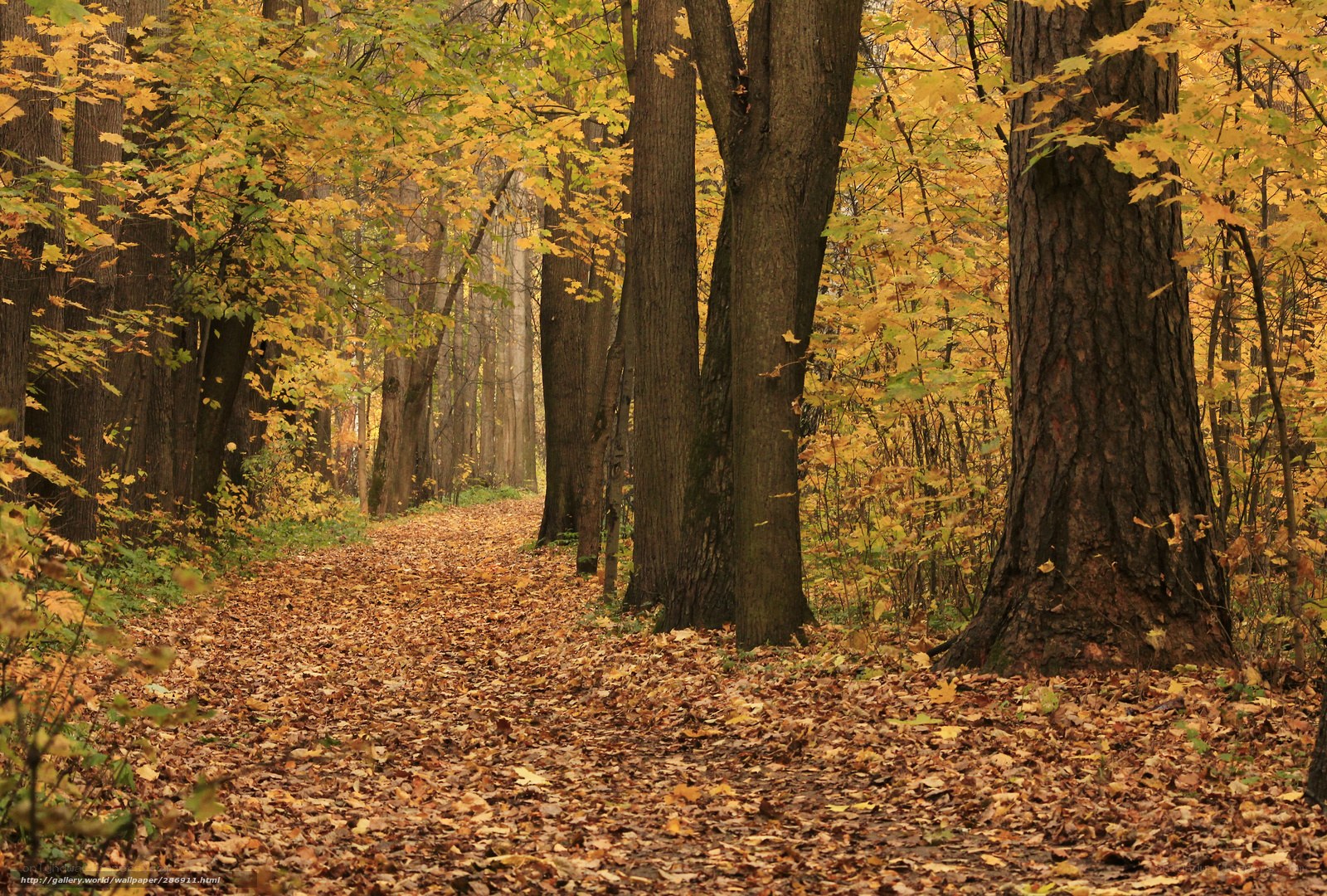 Autumn forest path