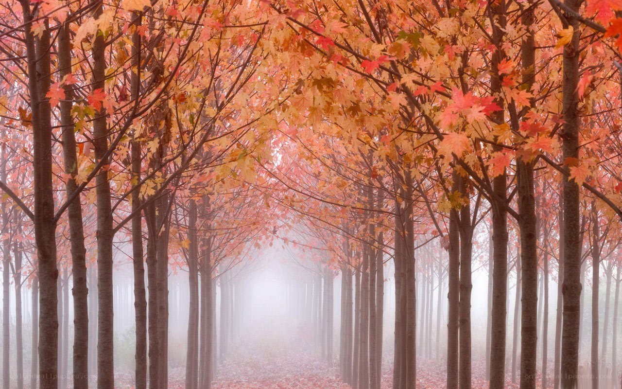 Autumn forest path