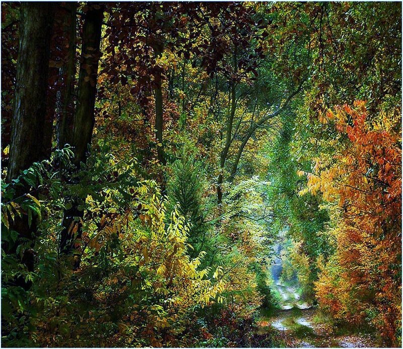 Autumn forest path