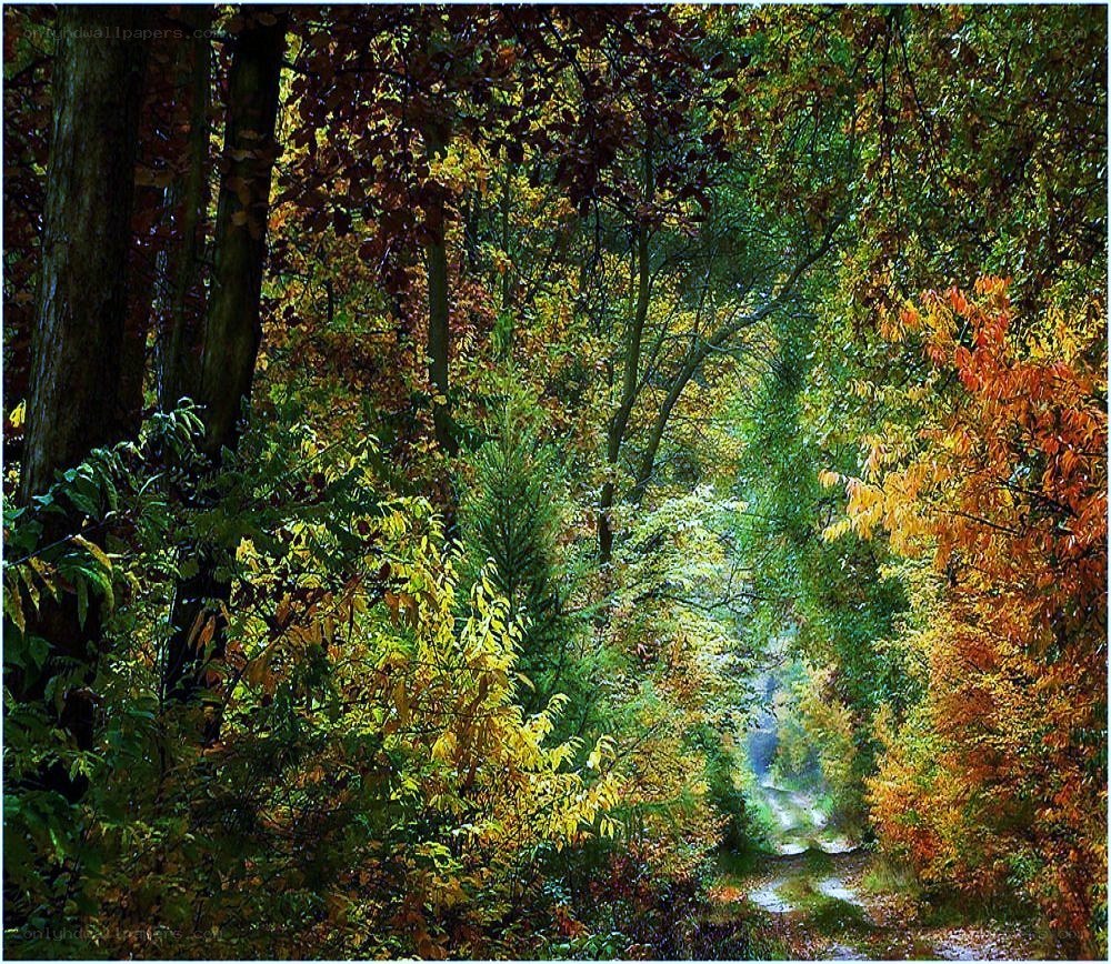 Autumn forest path