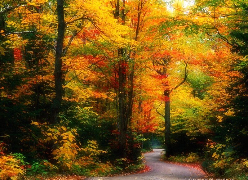Autumn forest path