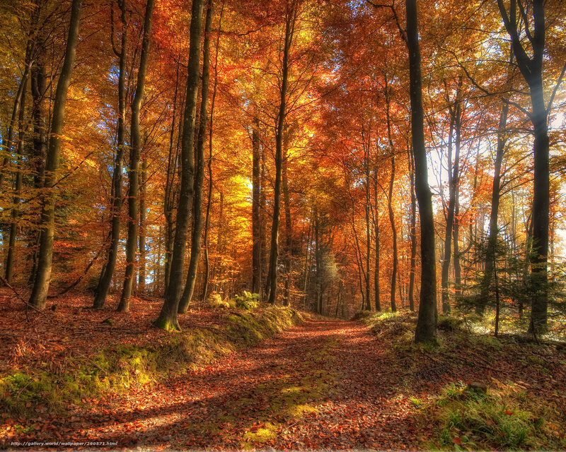 Autumn forest path