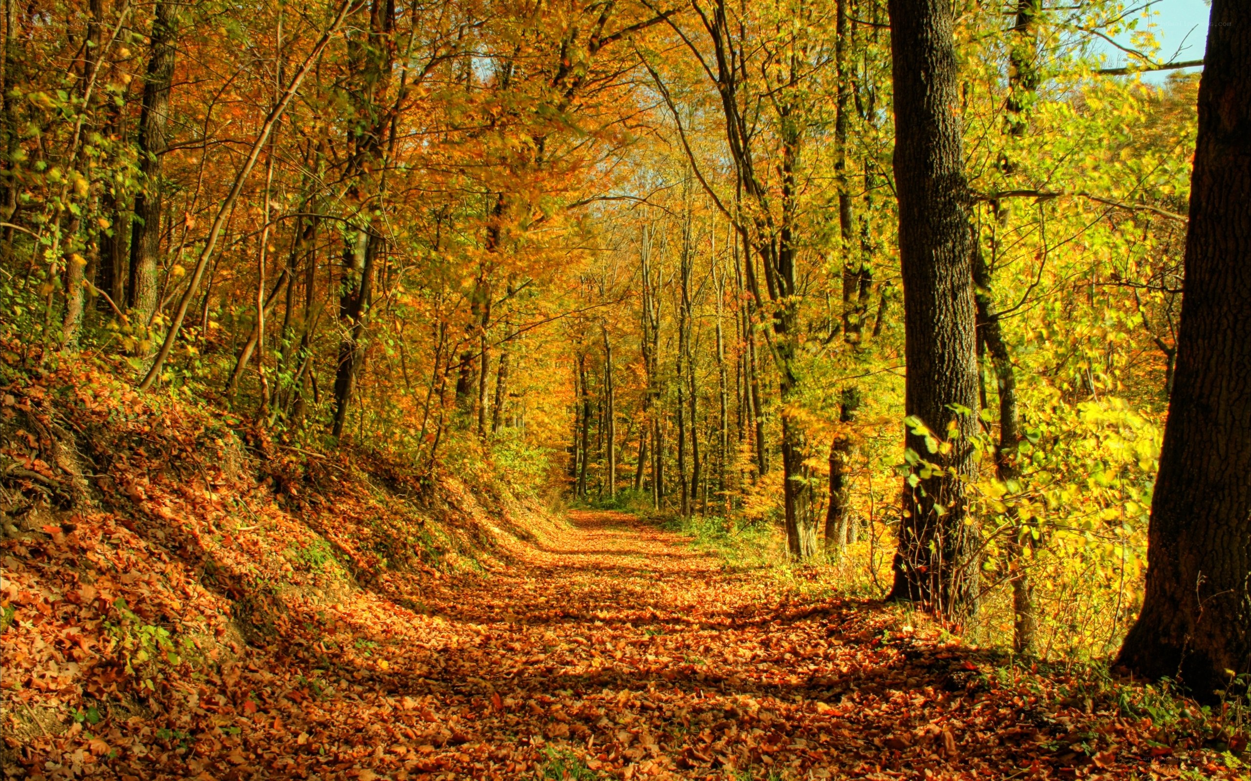 Autumn forest path