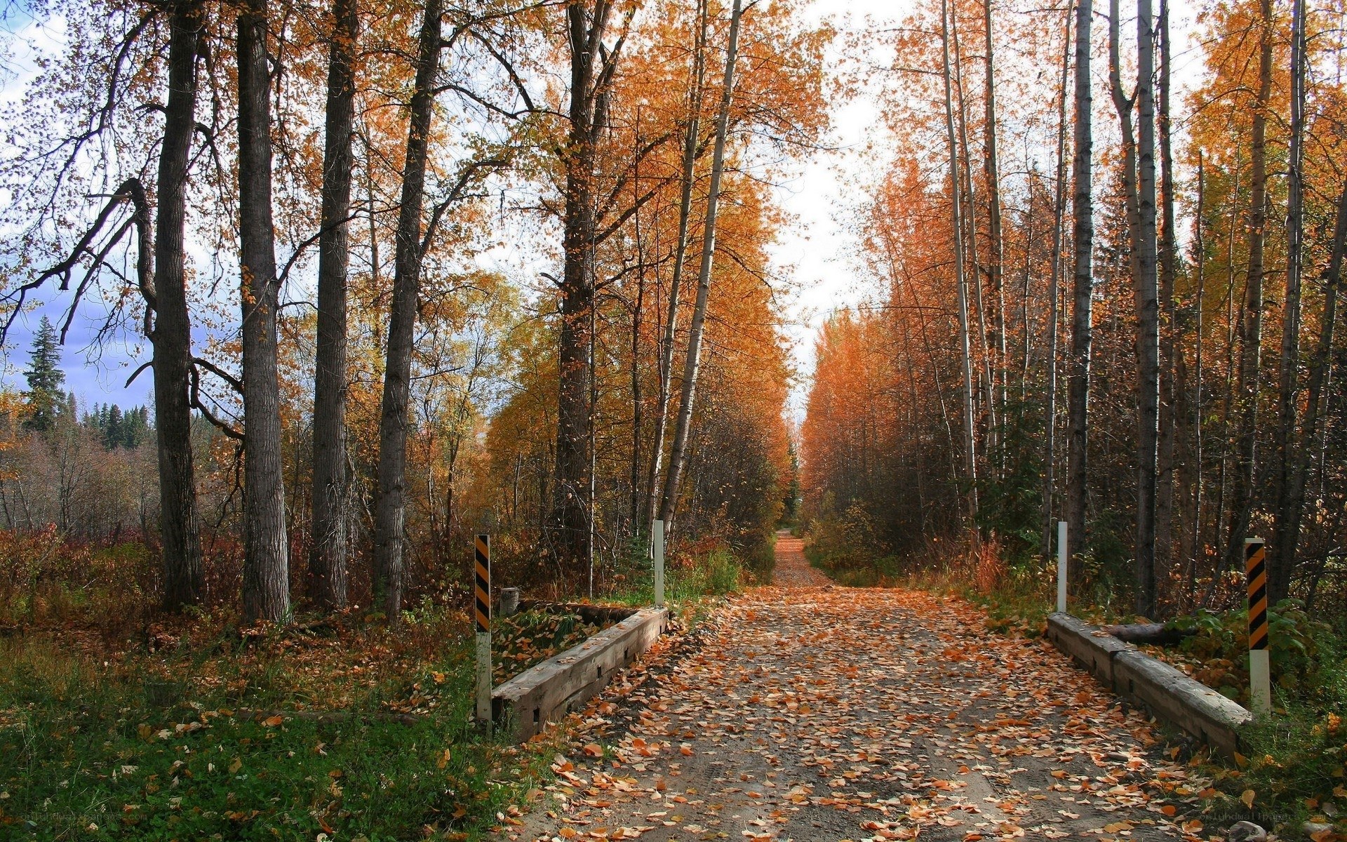 Autumn forest path