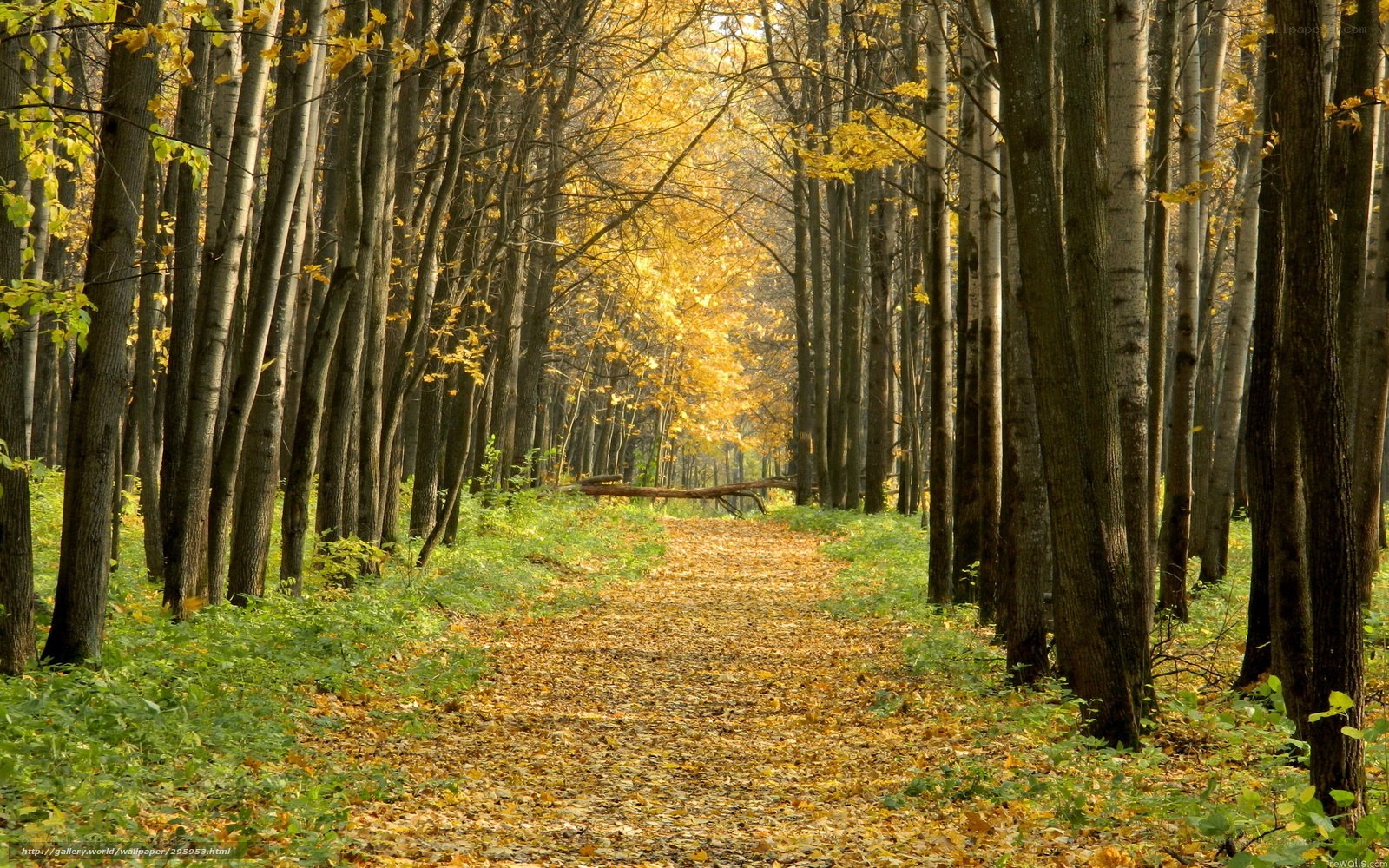 Autumn forest path