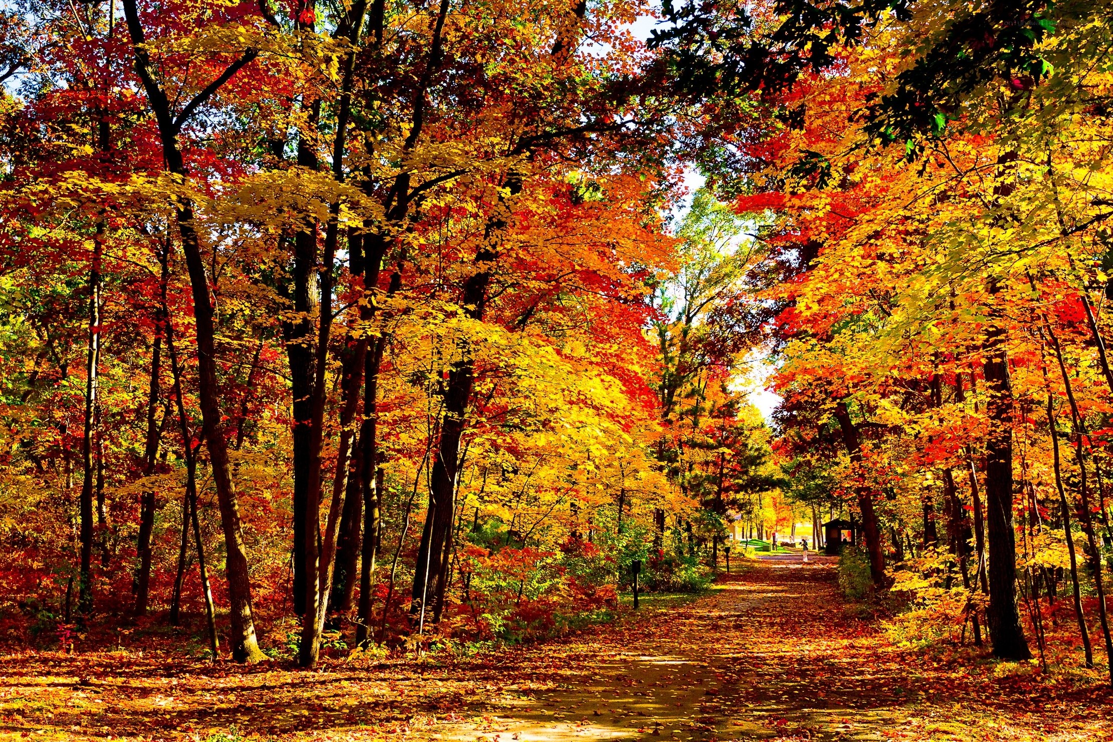 Autumn forest path