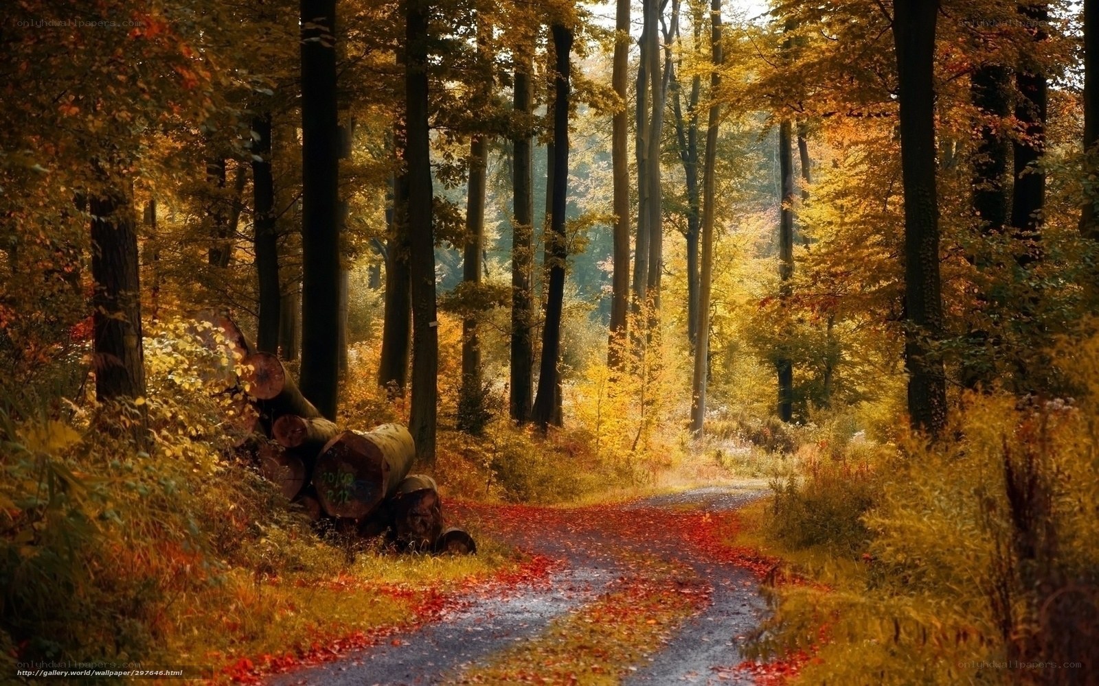 Autumn forest path
