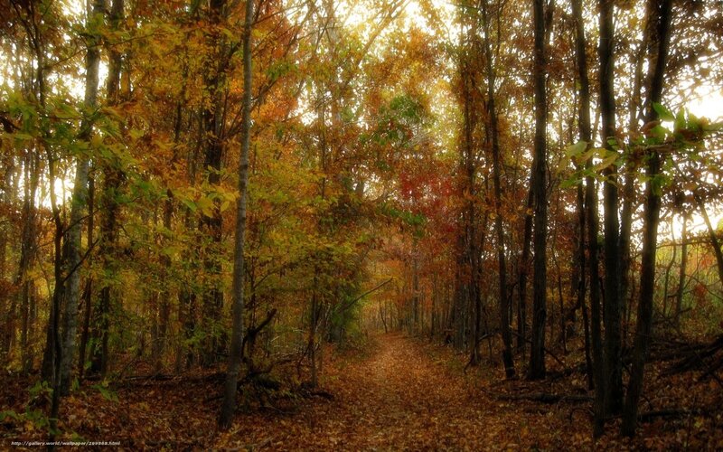 Autumn forest path