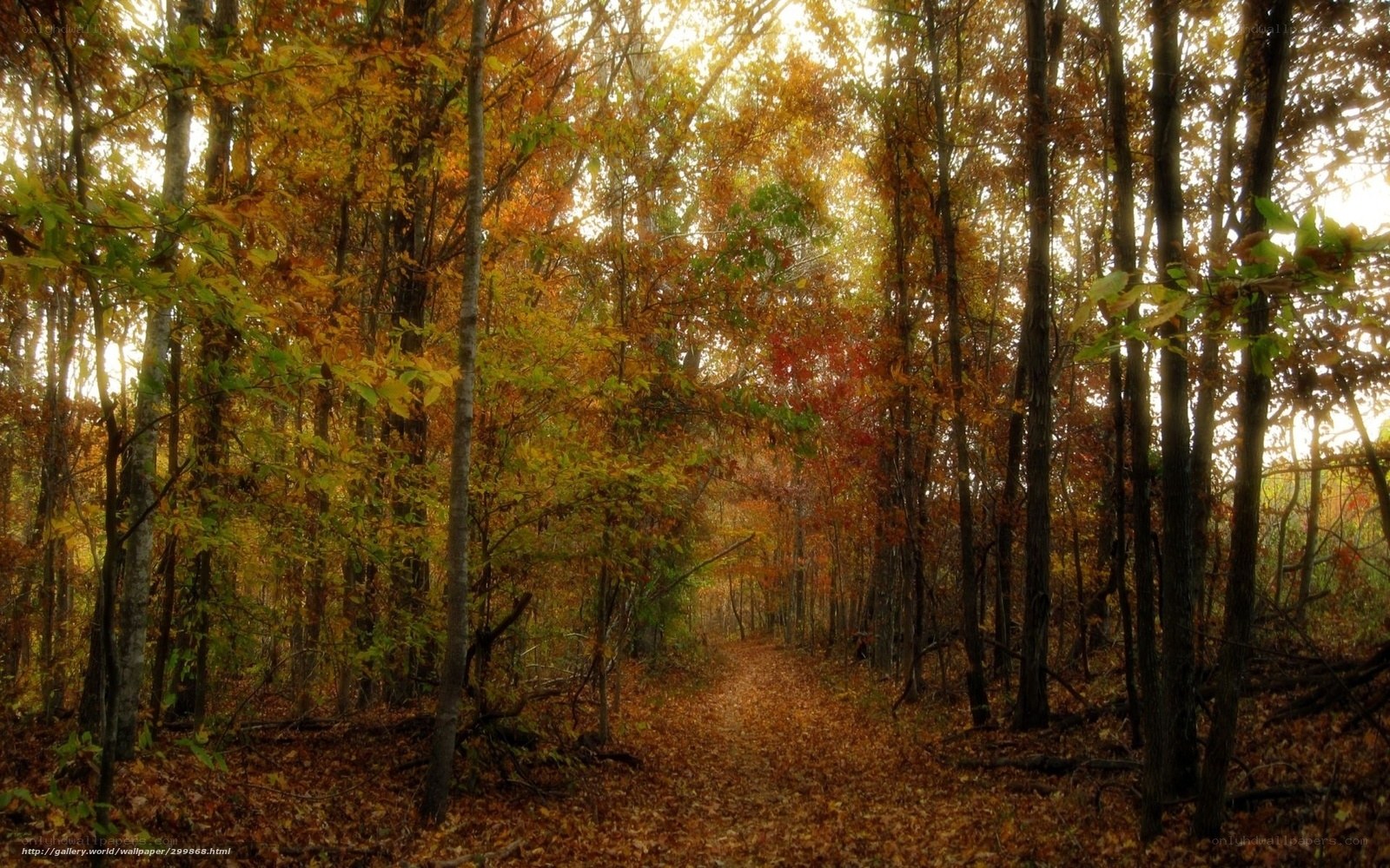 Autumn forest path