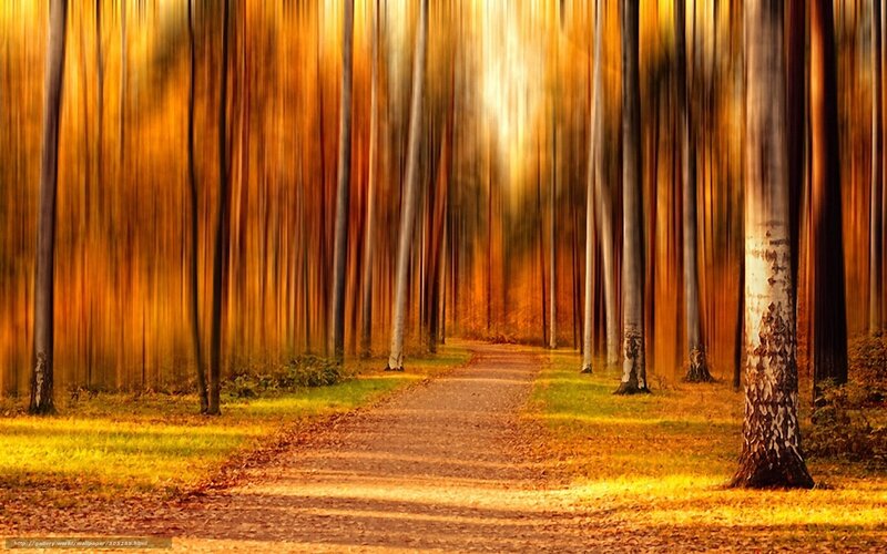 Autumn forest path