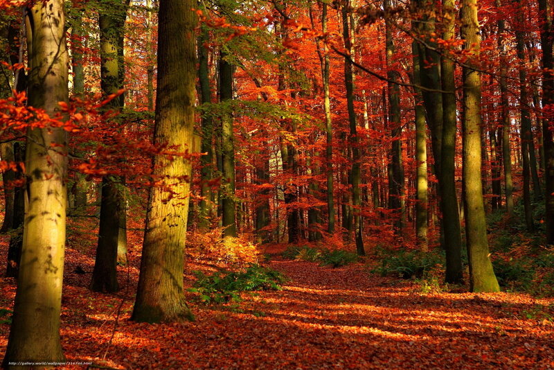 Autumn forest path