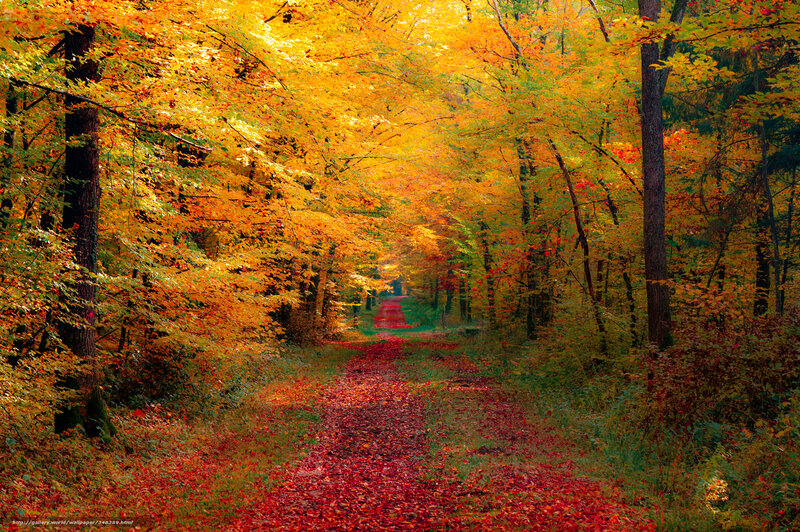 Autumn forest path