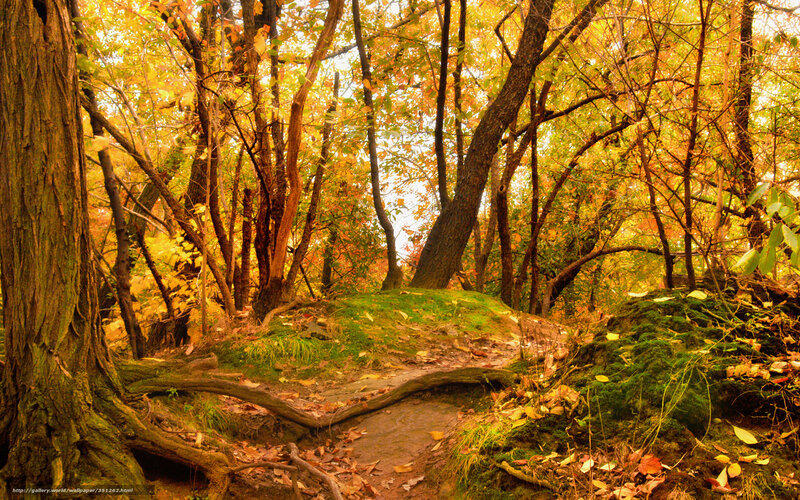 Autumn forest path