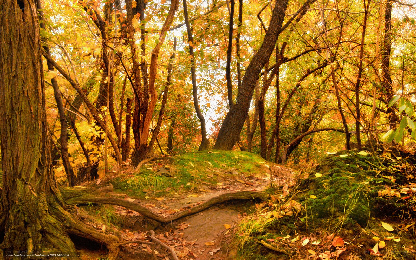 Autumn forest path