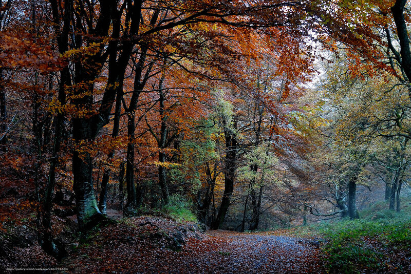Autumn forest path