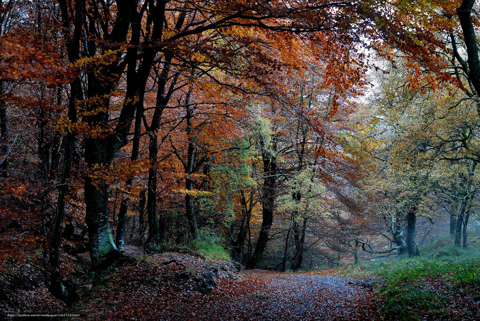 Autumn forest path
