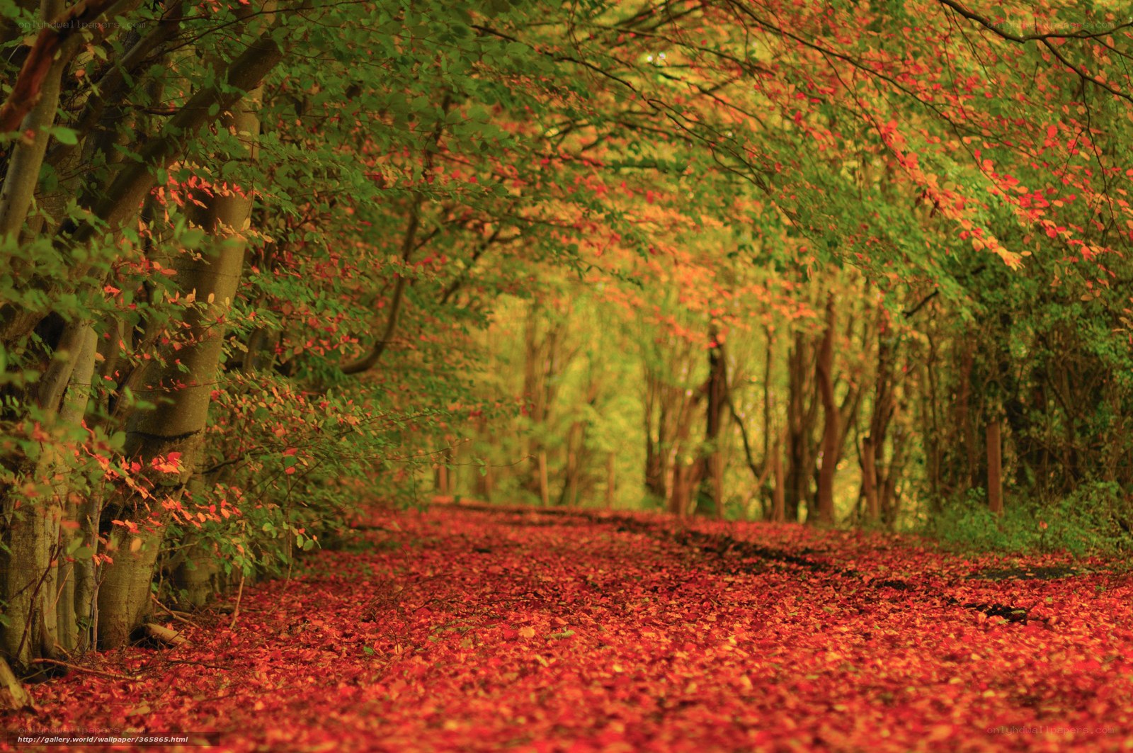 Autumn forest path