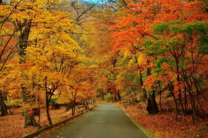 Autumn forest path