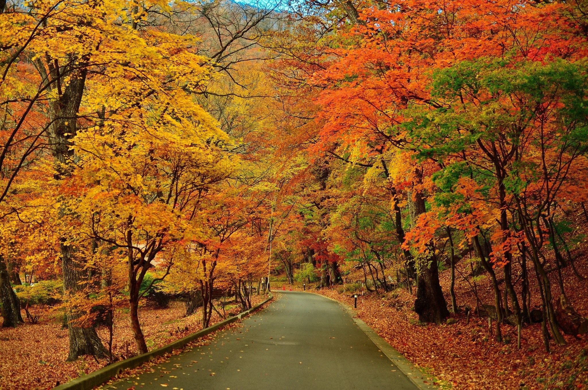 Autumn forest path
