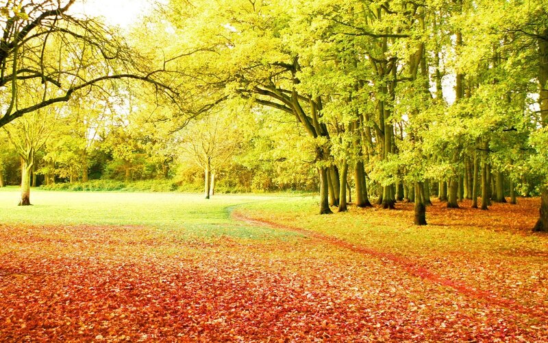 Autumn forest path