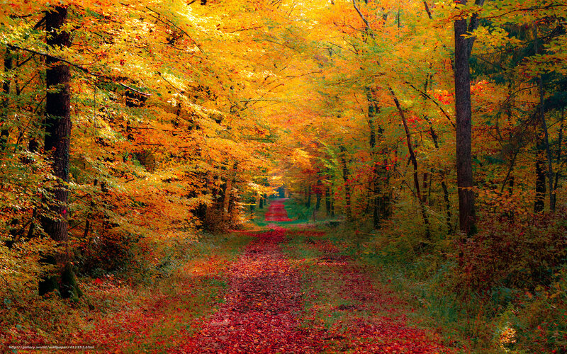 Autumn forest path