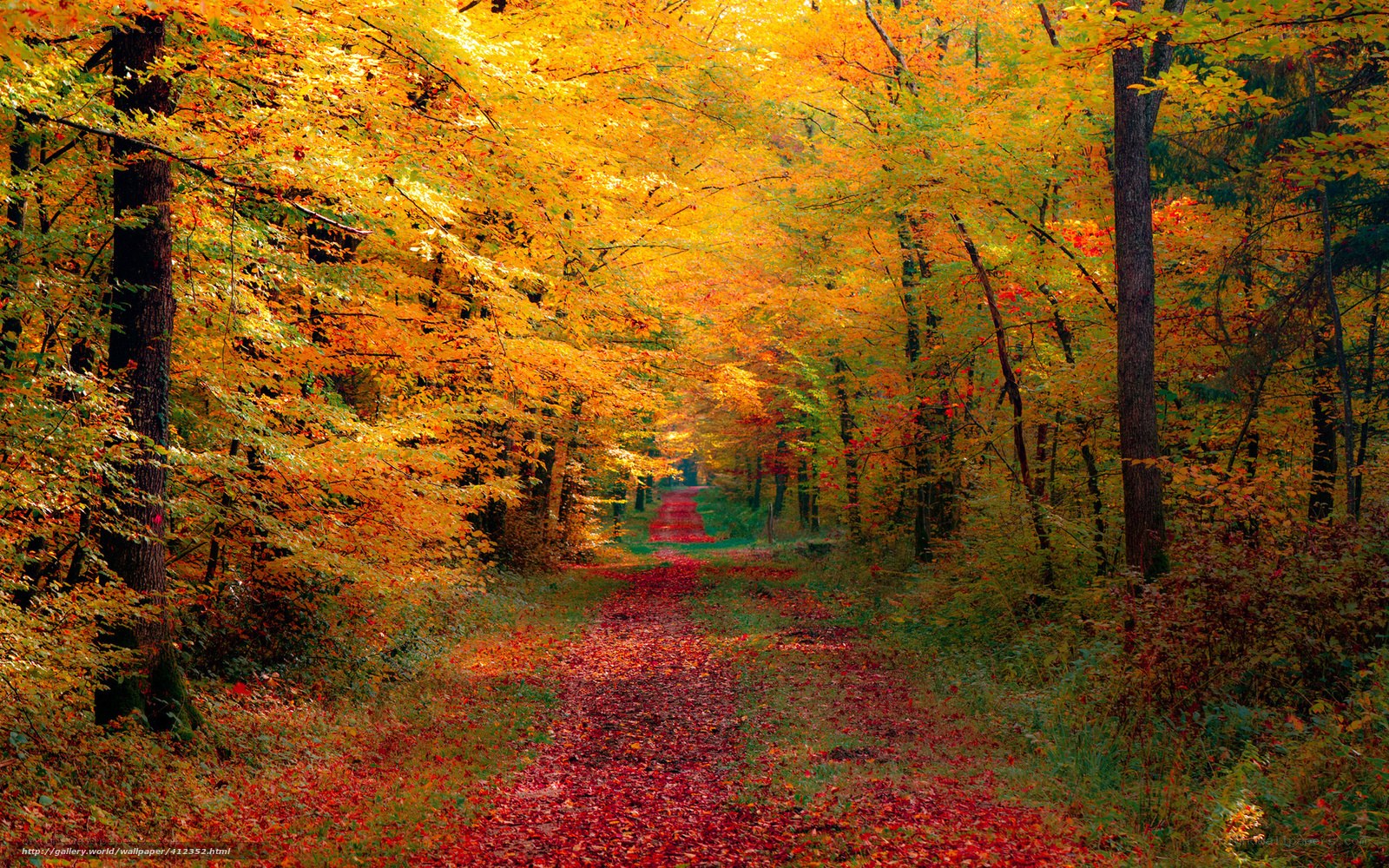 Autumn forest path