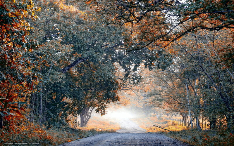 Autumn forest path