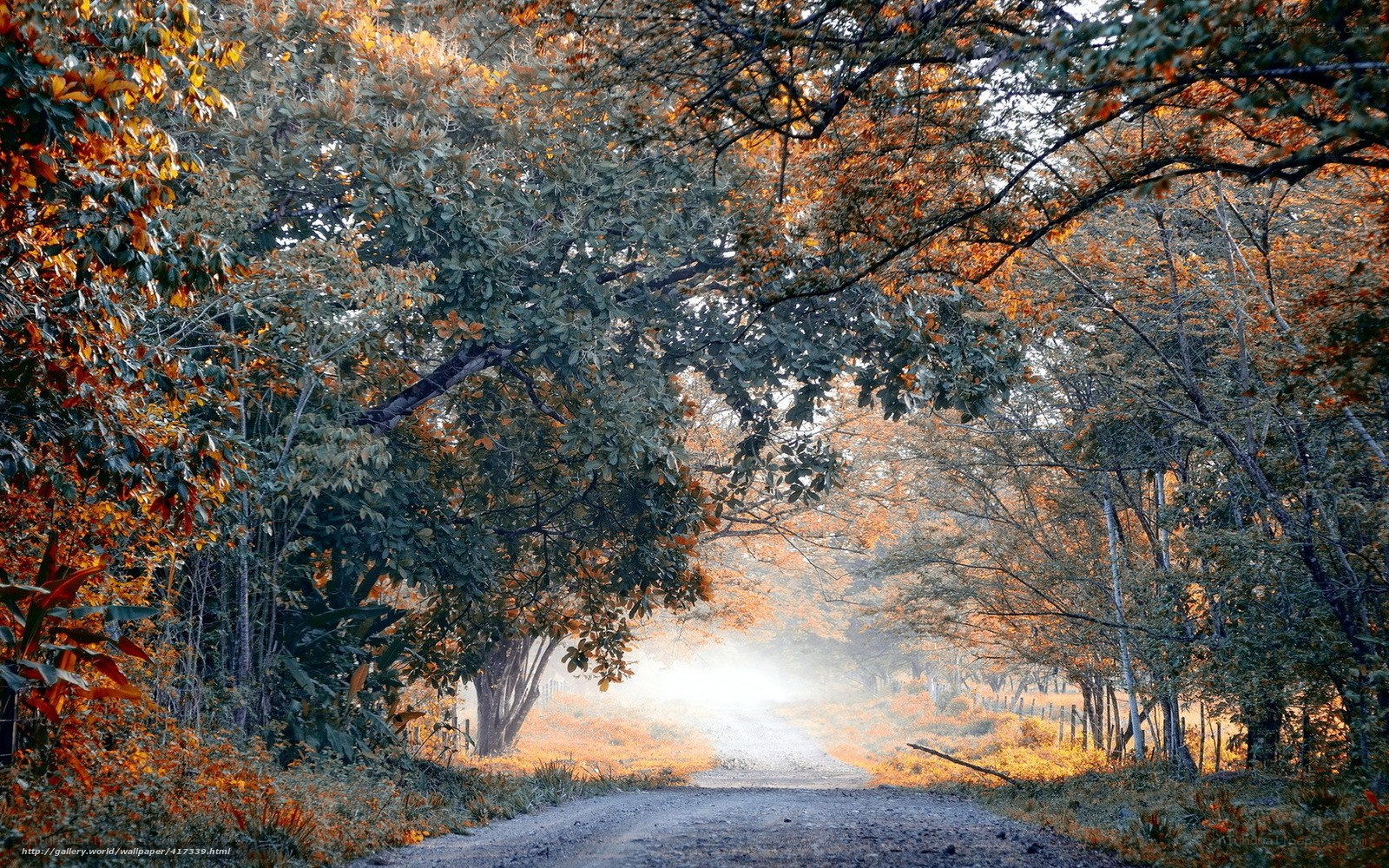 Autumn forest path