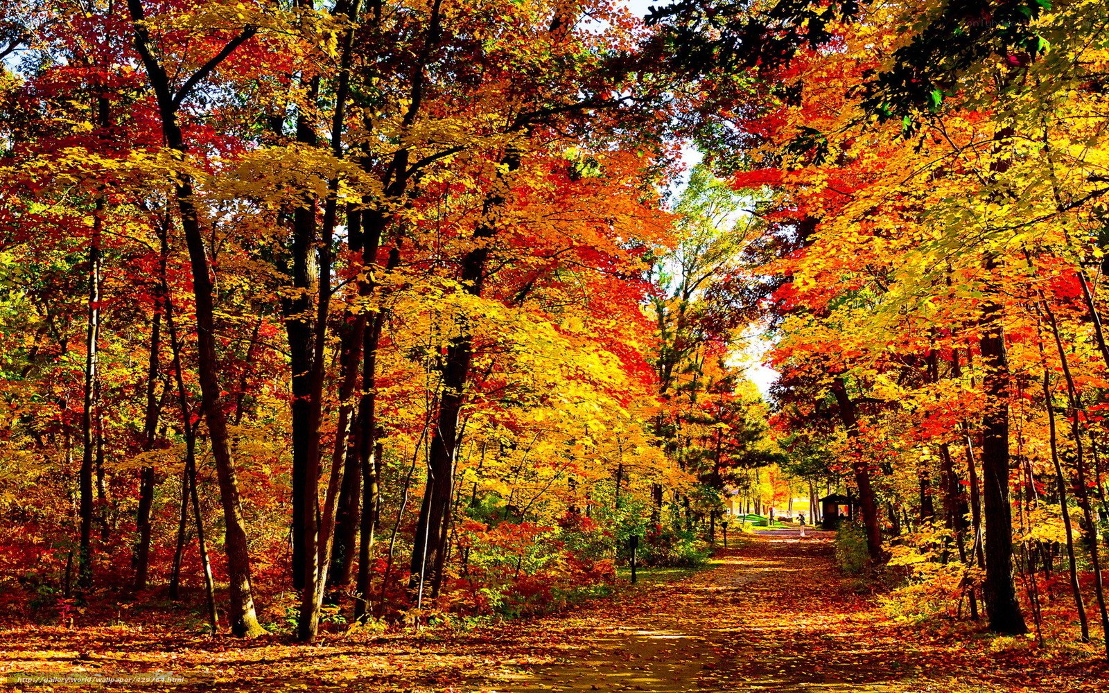 Autumn forest path