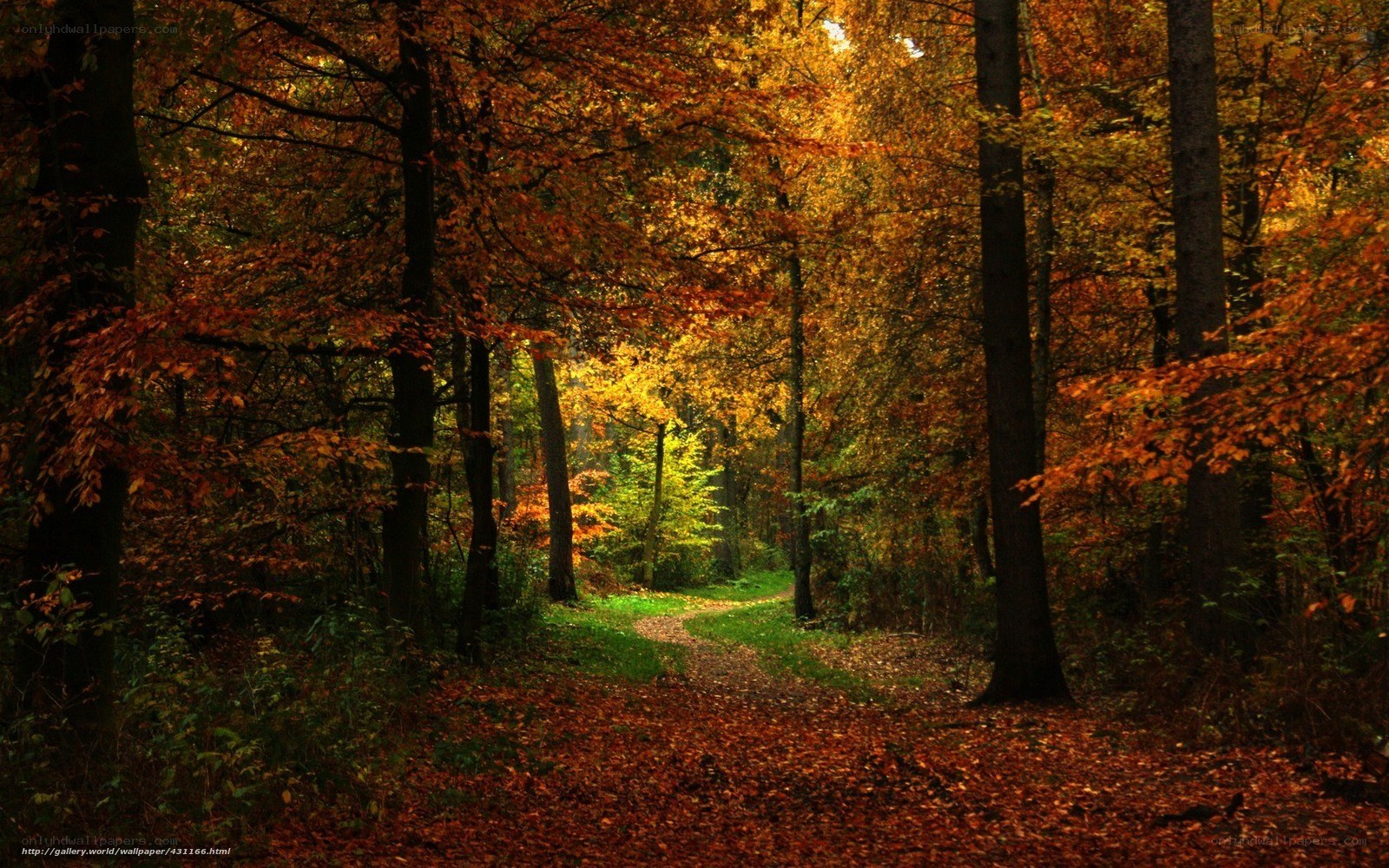 Autumn forest path