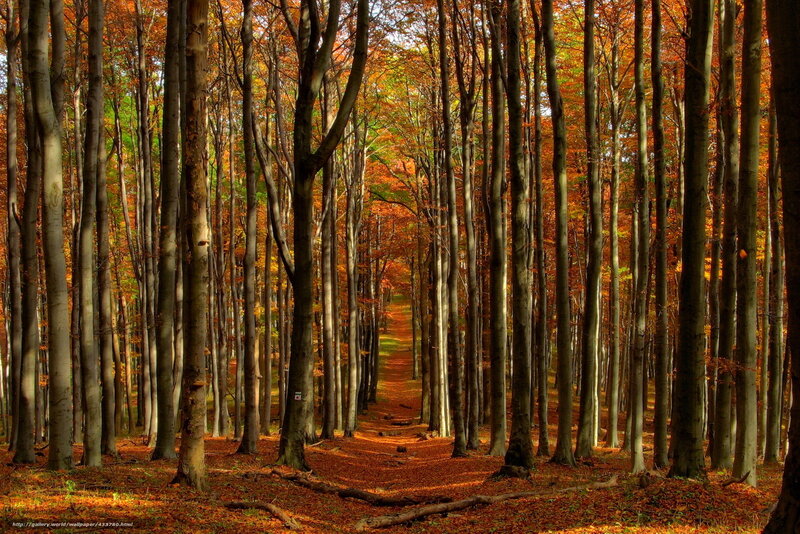 Autumn forest path
