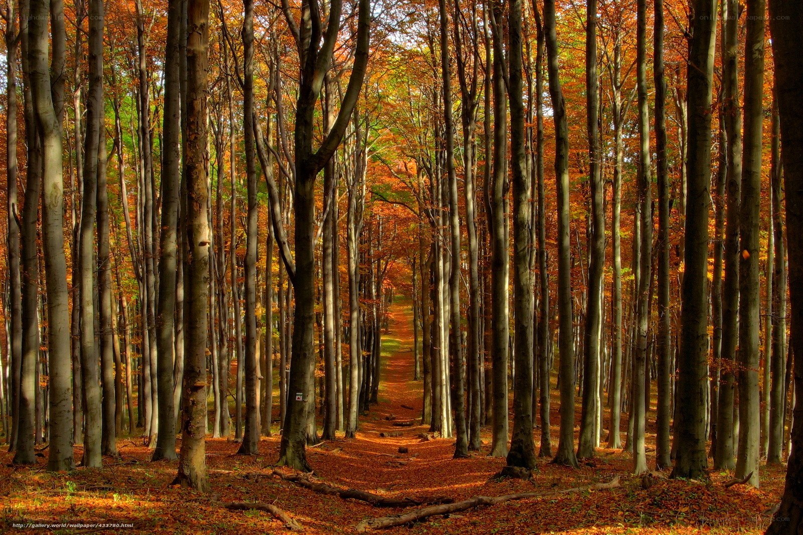 Autumn forest path