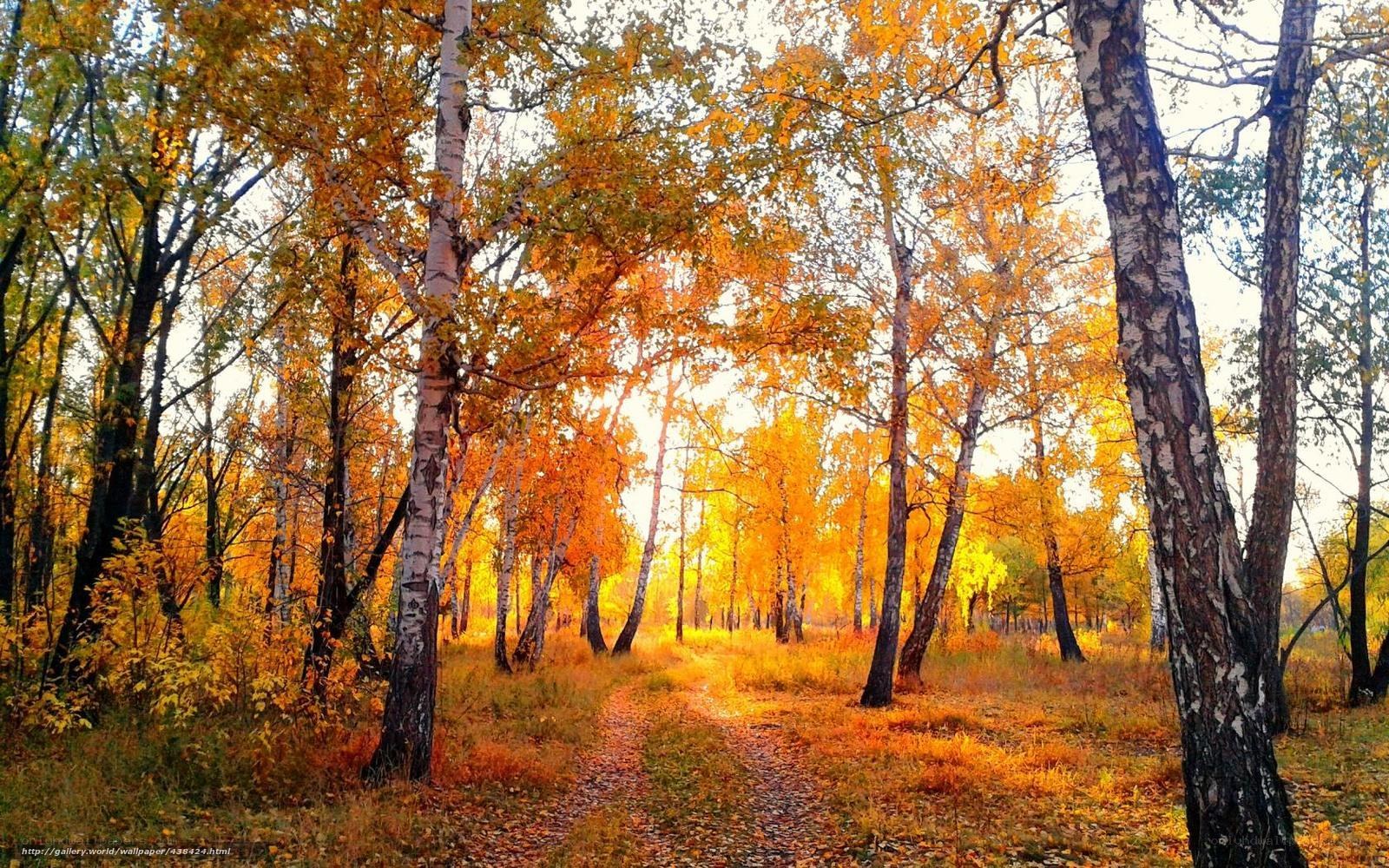 Autumn forest path
