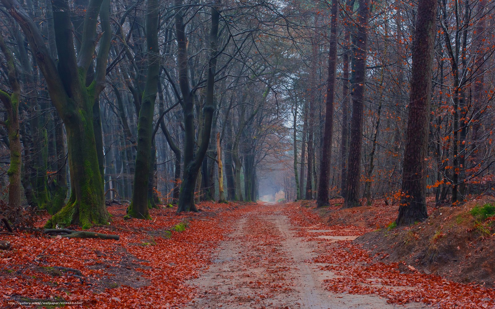 Autumn forest path