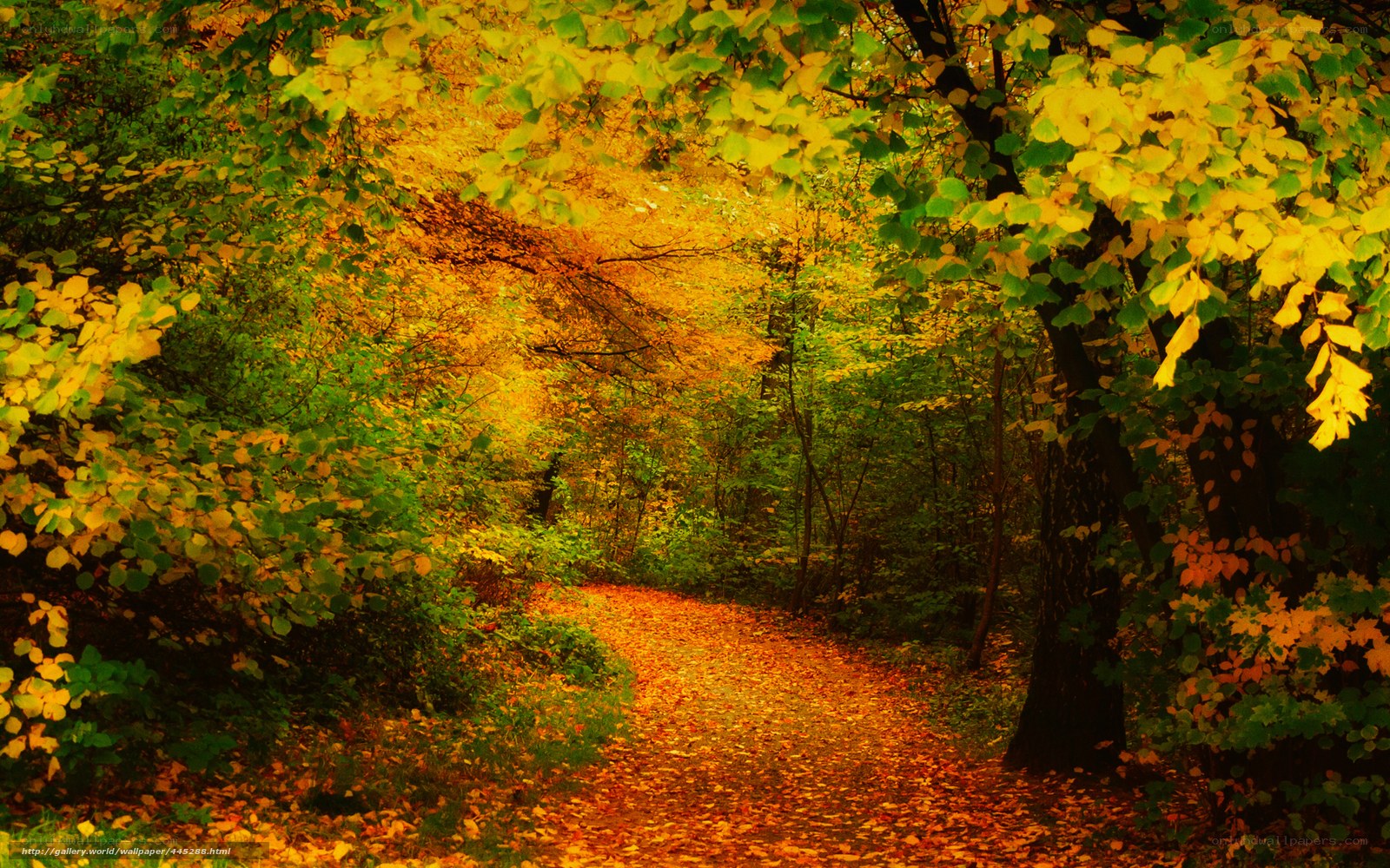 Autumn forest path