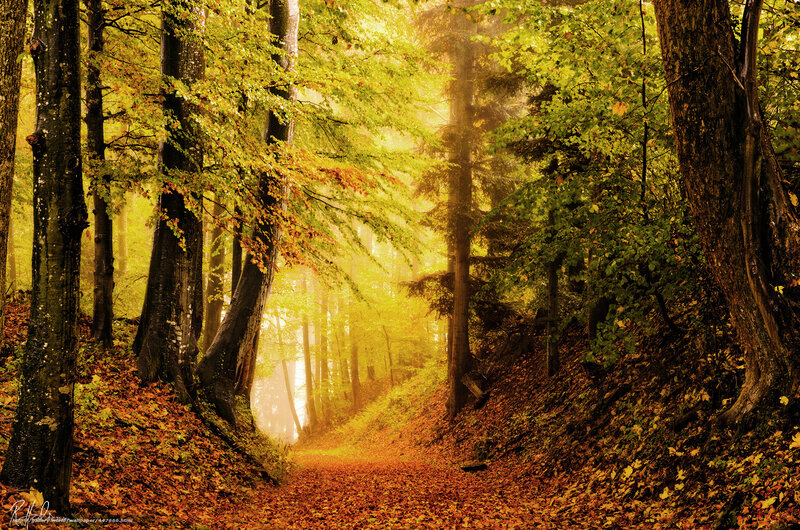 Autumn forest path