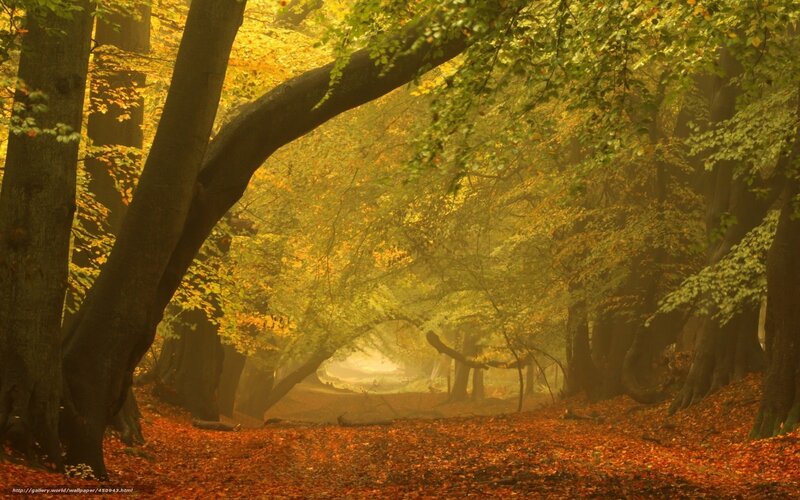 Autumn forest path