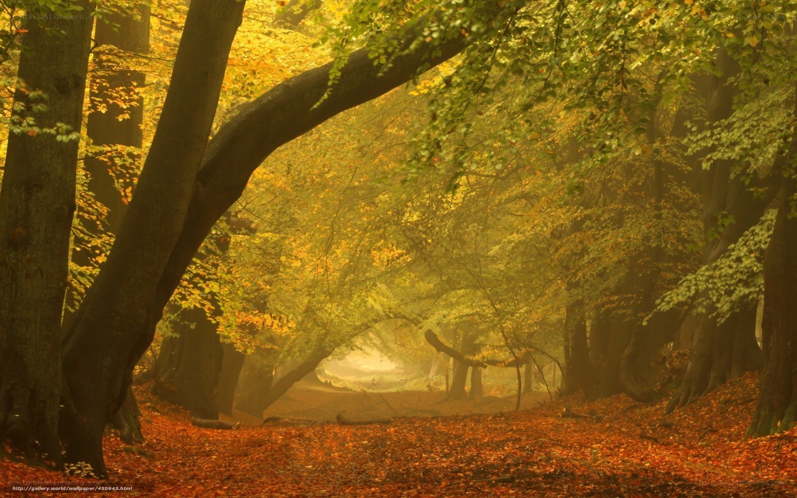 Autumn forest path