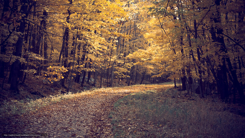 Autumn forest path