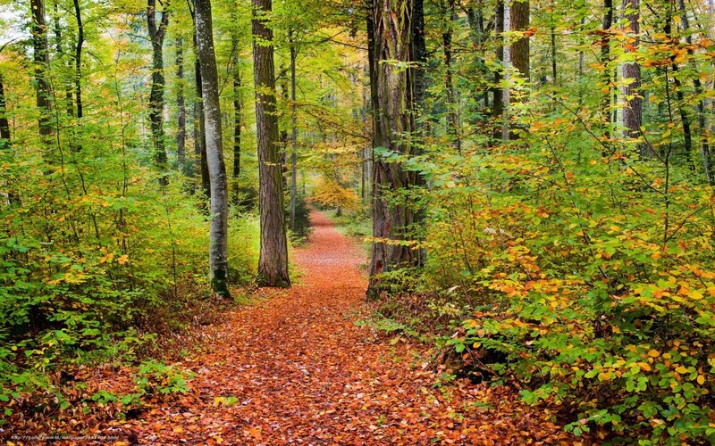 Autumn forest path