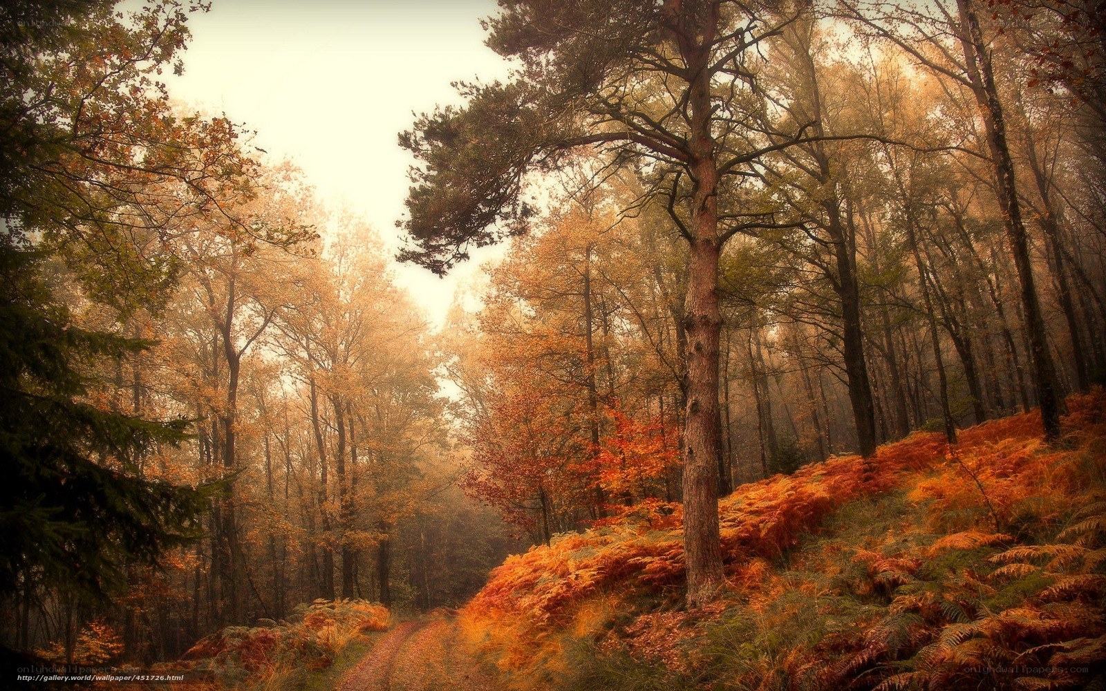 Autumn forest path