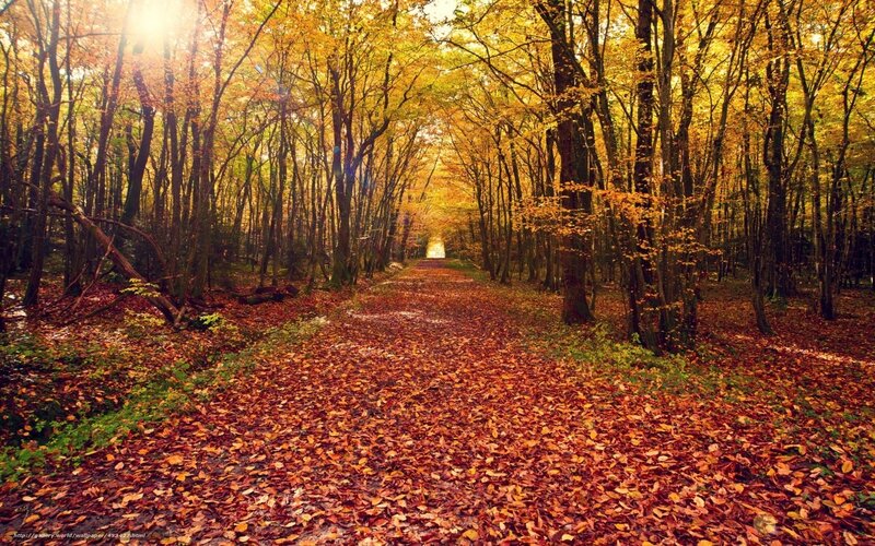 Autumn forest path