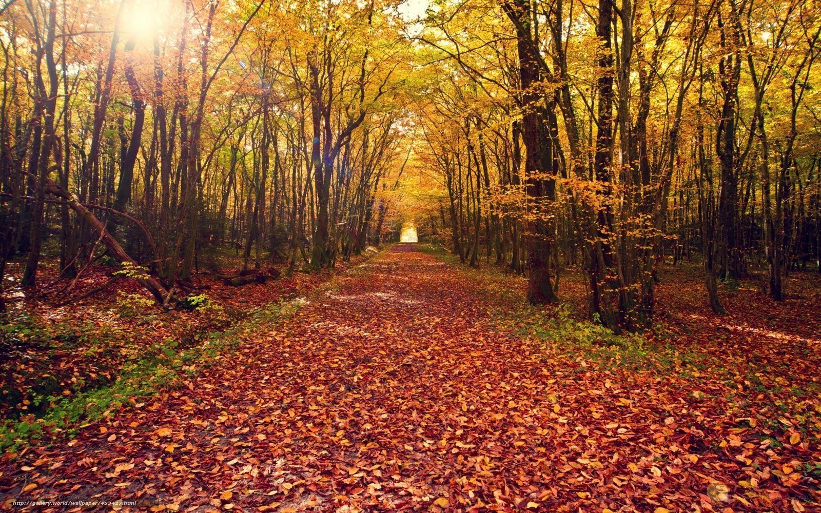 Autumn forest path