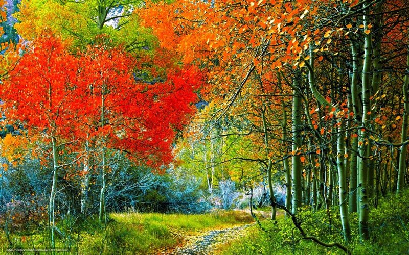 Autumn forest path